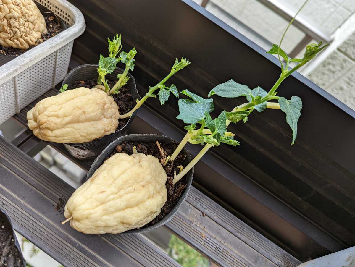 大苗 ハヤトウリ 2苗セット 白色 12cm以上のポリポット 元気に生育中 種ウリを植付済の苗 栽培マニュアル付 ホワイト 隼人瓜 野菜 野菜 売買されたオークション情報 Yahooの商品情報をアーカイブ公開 オークファン Aucfan Com