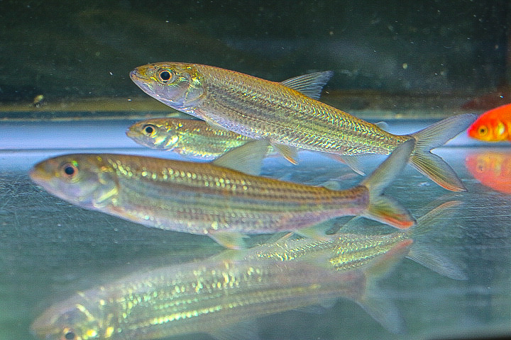 超 の アフリカの牙魚 ビッタータス タイガーフィッシュ 年に１度の本当にカッコイイ魚 １0ｃｍ 淡水魚 売買されたオークション情報 Yahooの商品情報をアーカイブ公開 オークファン Aucfan Com