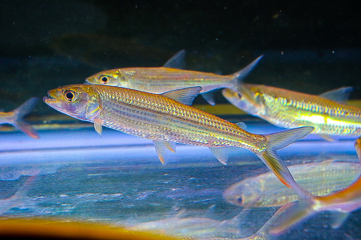 超 の アフリカの牙魚 ビッタータス タイガーフィッシュ 年に１度の本当にカッコイイ魚 １0ｃｍ 淡水魚 売買されたオークション情報 Yahooの商品情報をアーカイブ公開 オークファン Aucfan Com