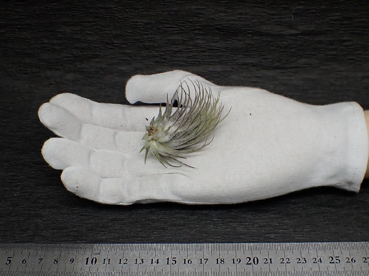 Tillandsia guerreroensis チランジア・ゲレロエンシス○エアプランツ