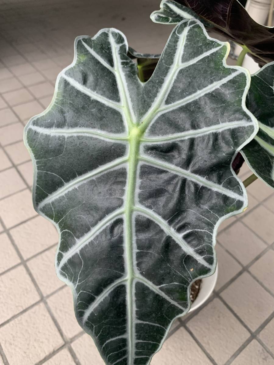 アロカシア アマゾニカ ポリー 大株６号鉢 現品発送 アローカシア Alocasia Amazonica Polly その他 売買されたオークション情報 Yahooの商品情報をアーカイブ公開 オークファン Aucfan Com