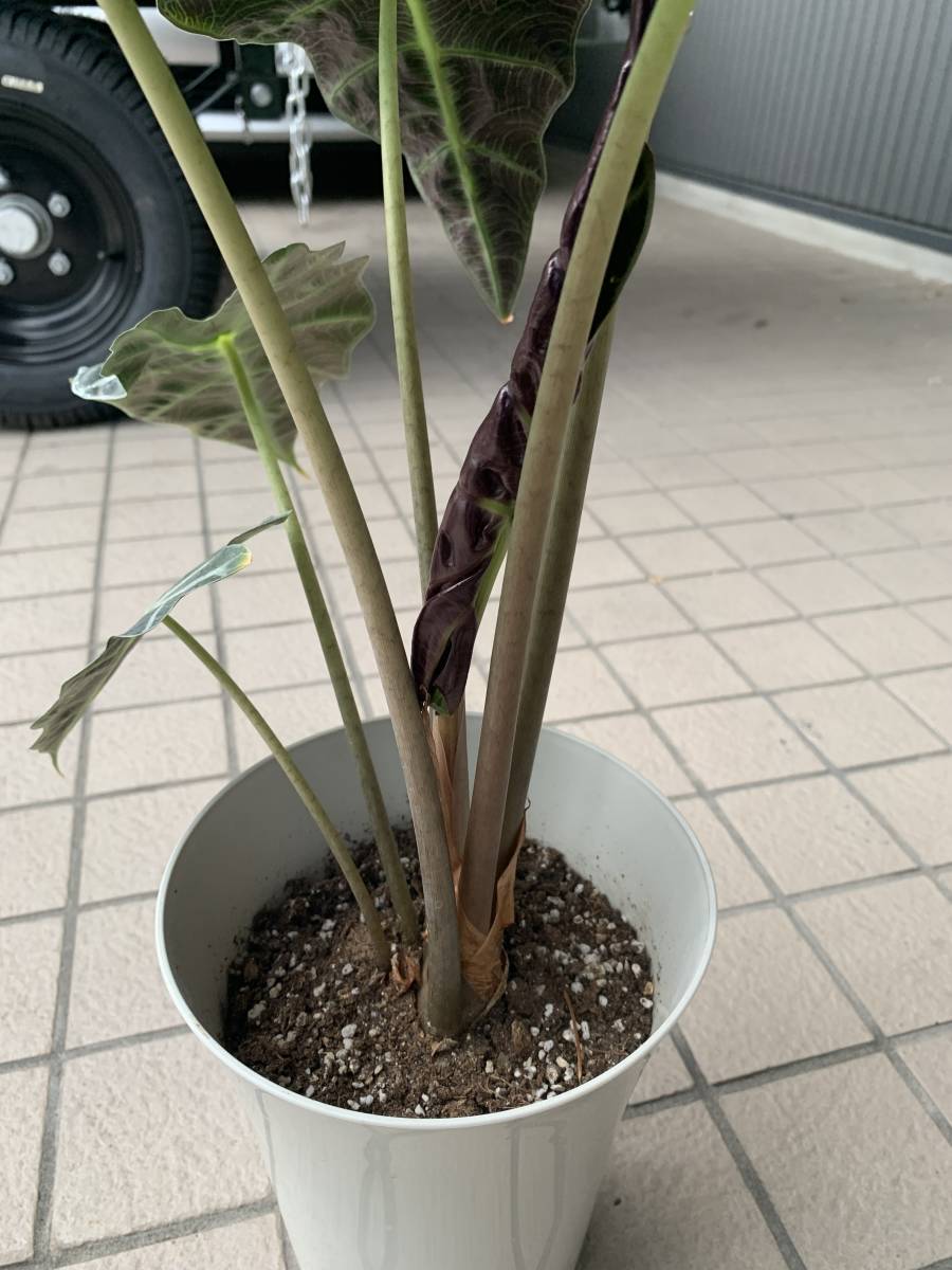 アロカシア アマゾニカ ポリー 大株６号鉢 現品発送 アローカシア Alocasia Amazonica Polly その他 売買されたオークション情報 Yahooの商品情報をアーカイブ公開 オークファン Aucfan Com