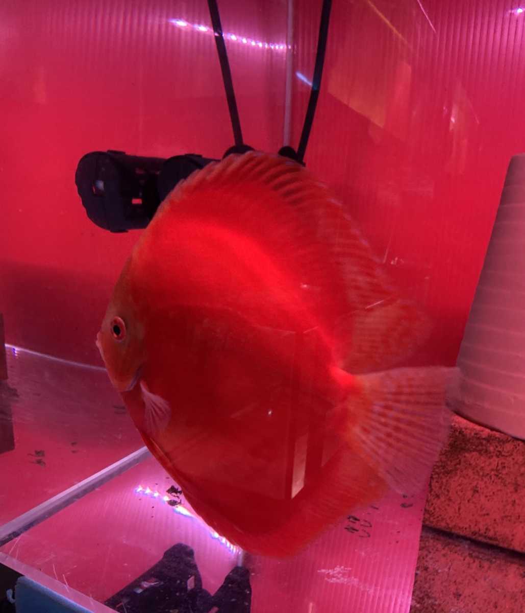 ディスカス レッドアンドホワイト 15cm の出品 相方がいないの 出品します とても赤い黒シミの無いとても綺麗な魚 ディスカス 売買されたオークション情報 Yahooの商品情報をアーカイブ公開 オークファン Aucfan Com