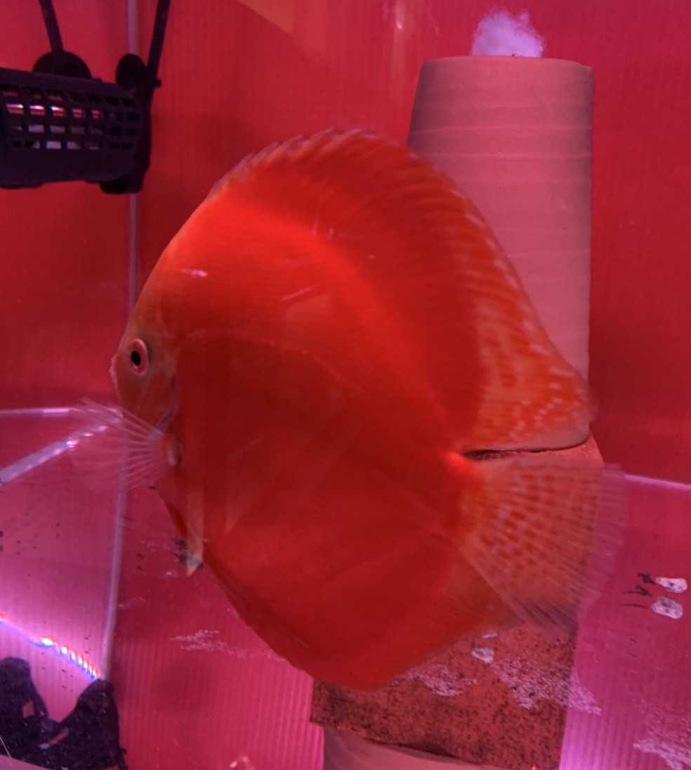 ディスカス レッドアンドホワイト 15cm の出品 相方がいないの 出品します とても赤い黒シミの無いとても綺麗な魚 ディスカス 売買されたオークション情報 Yahooの商品情報をアーカイブ公開 オークファン Aucfan Com