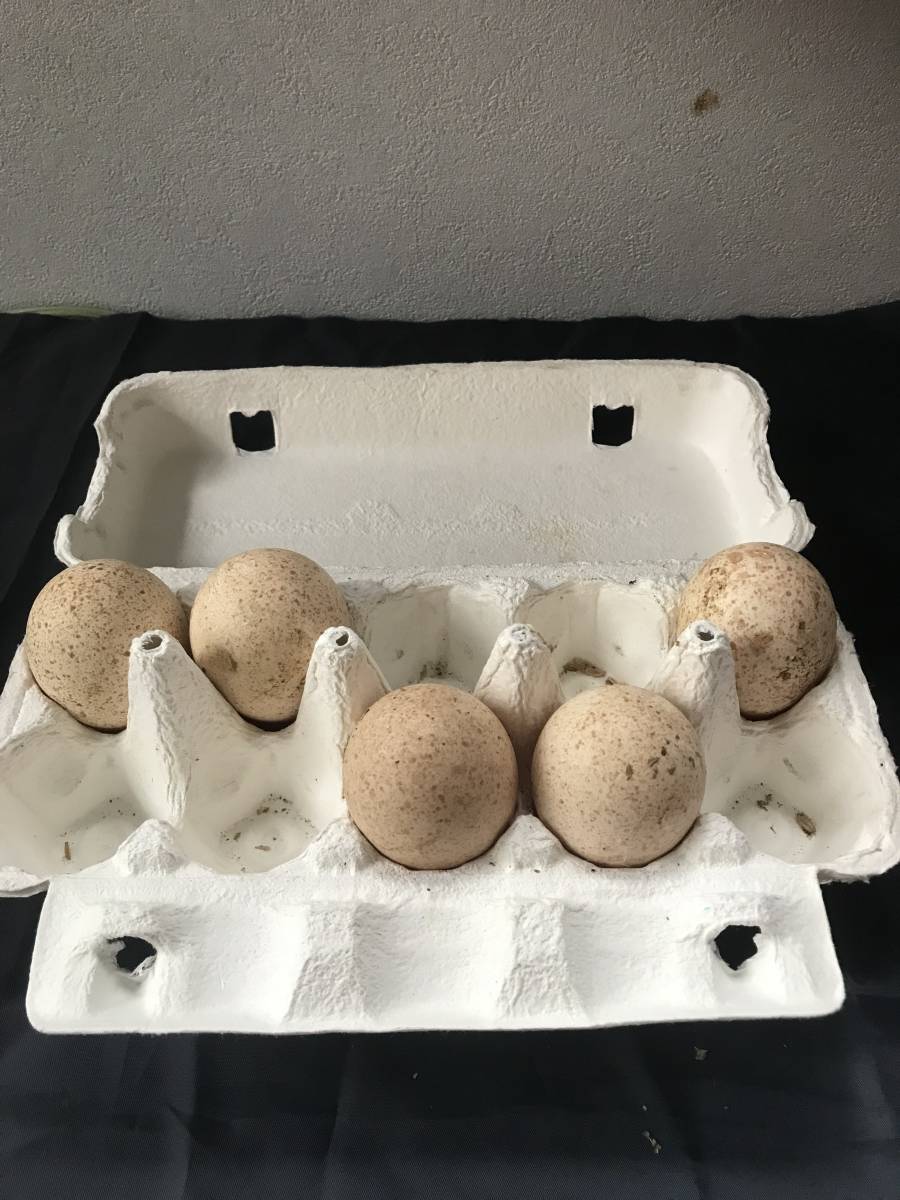 孵化用 有精卵 七面鳥 ５個 無洗卵 鳥 卵 売買されたオークション情報 Yahooの商品情報をアーカイブ公開 オークファン Aucfan Com