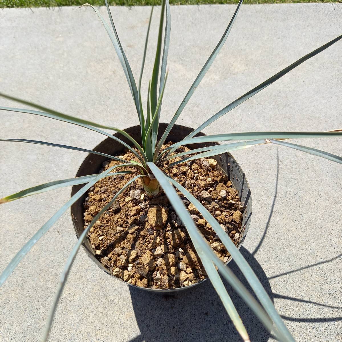 22 ココスヤシ ユッカロストラータ 2鉢