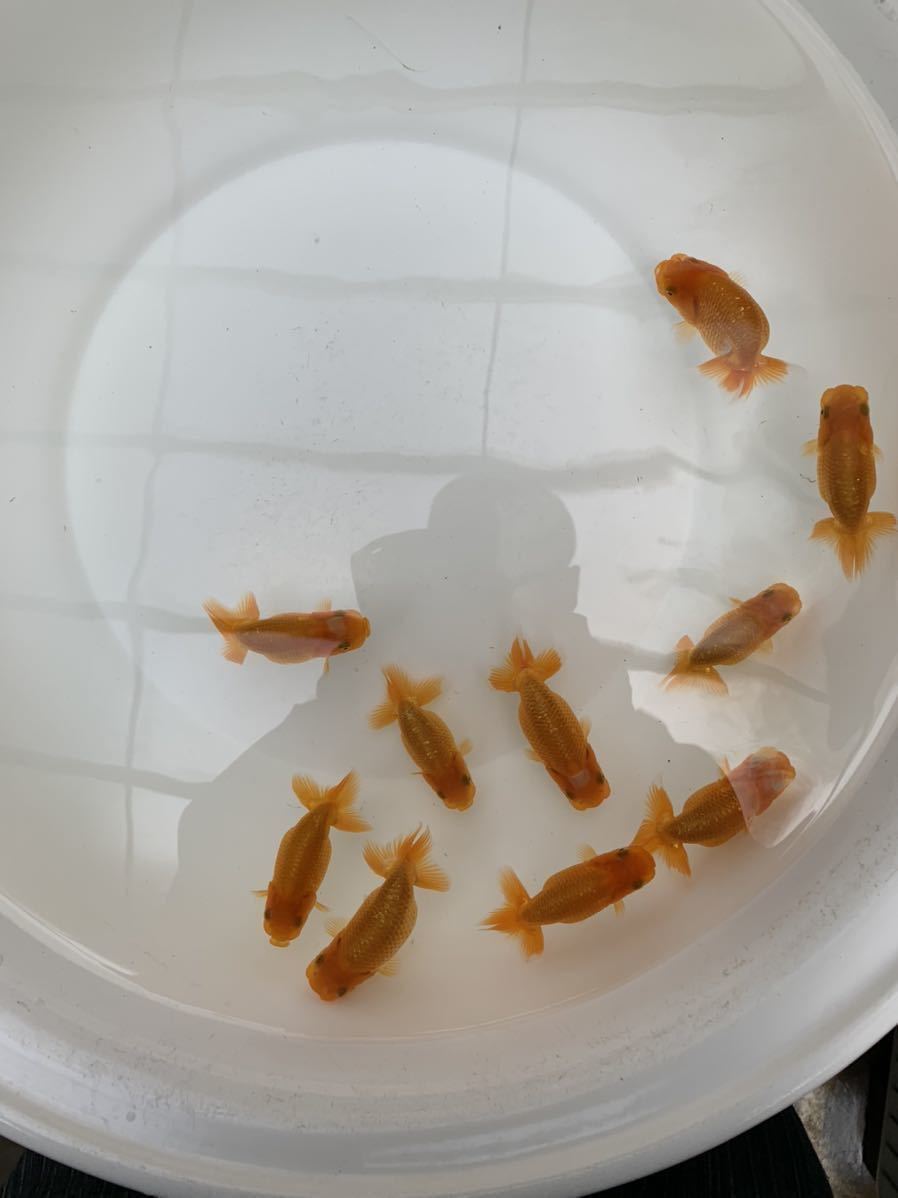 【オールド】(A) 当歳10匹 約8cm迄　自家産魚