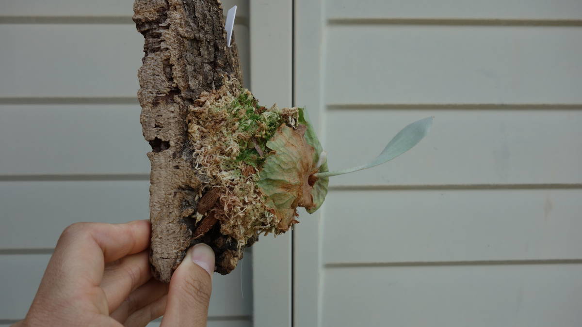 Platycerium Majus　ビカクシダ　マジュス　子株　コルク付け