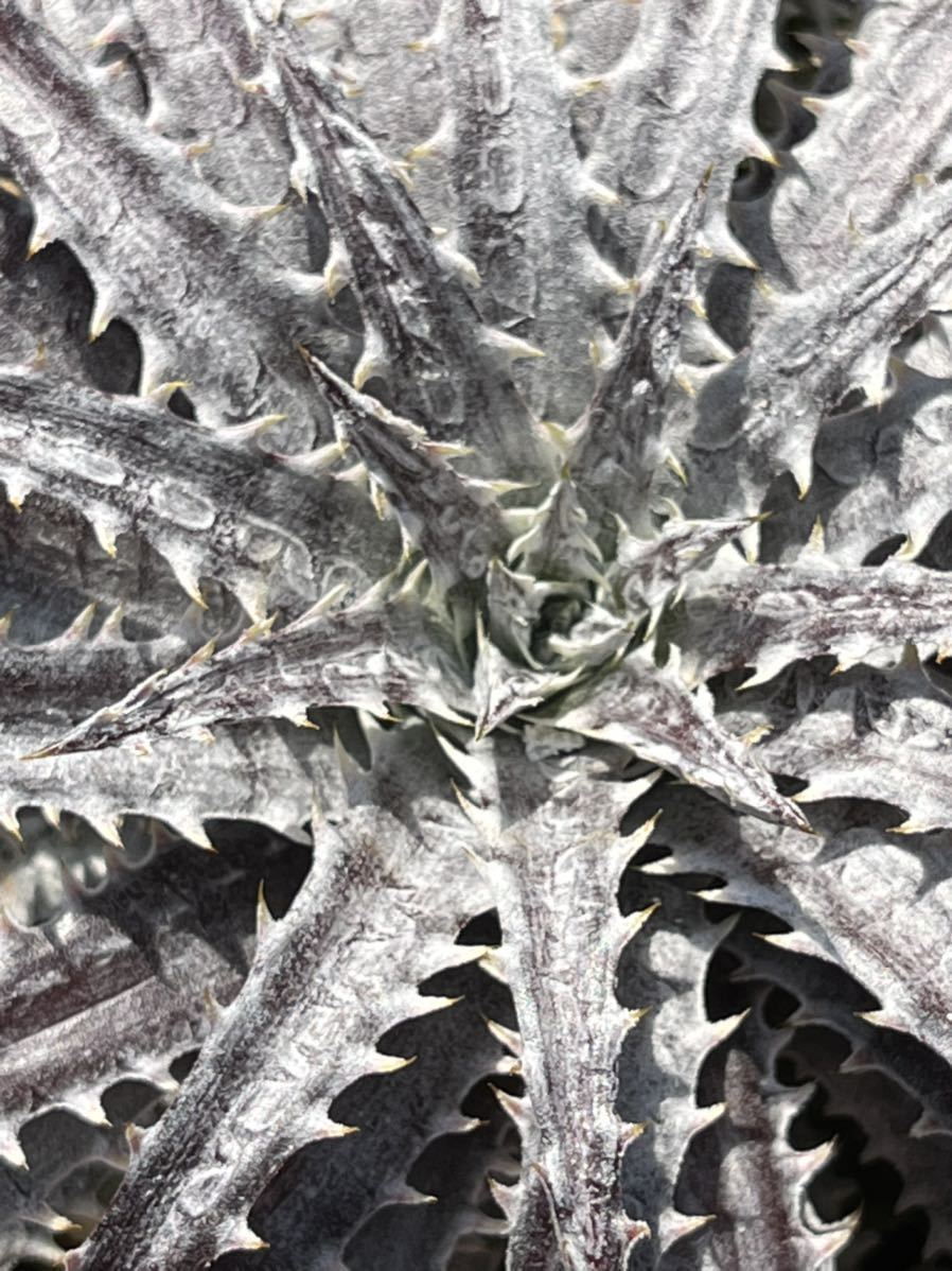 ディッキア Dyckia 'Brittle Star' F3 D042 from US(アナナス