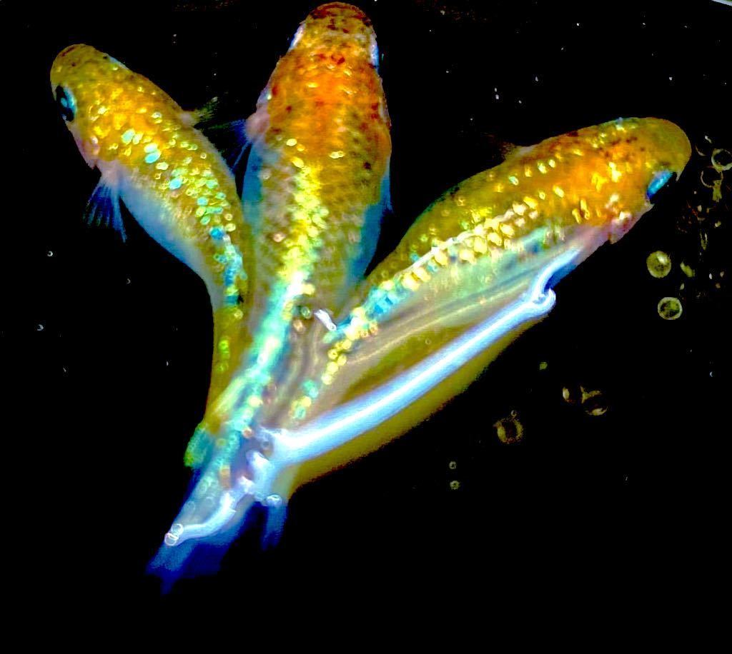 ユリシス サファイア オーロラ黄ラメ 月華 夜桜 三色ラメ レアメダカ 幹之 めだか 三色 ラメ レインボー 卵10個 めだか 売買されたオークション情報 Yahooの商品情報をアーカイブ公開 オークファン Aucfan Com