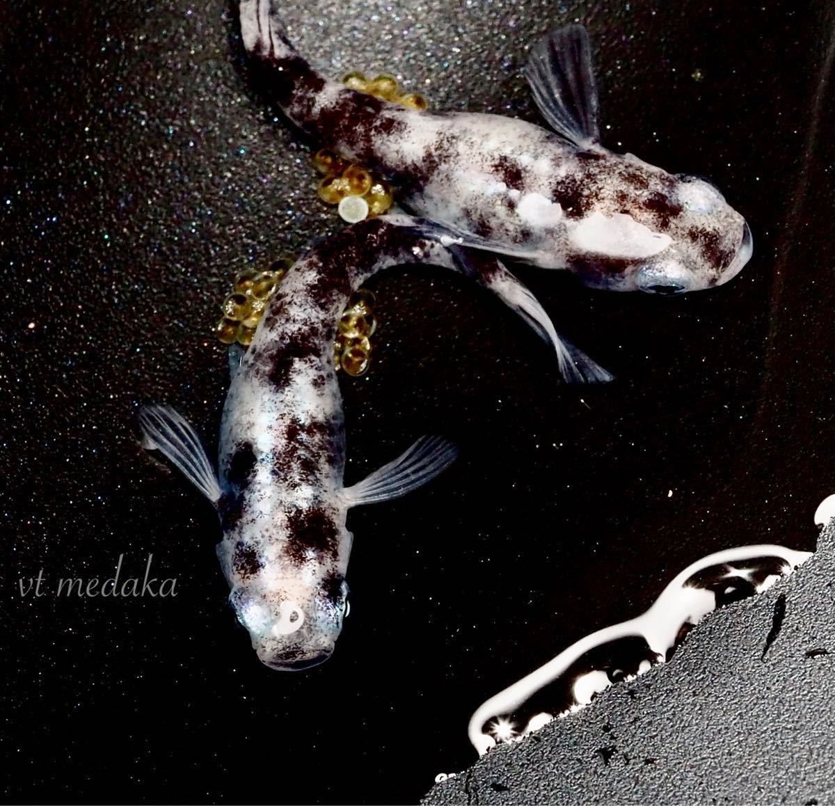 Vtメダカ 卵死着保証有 白錦極 卵 個 A めだか 三色 紅白 雲州 マリア リアル 王華 B めだか 売買されたオークション情報 Yahooの商品情報をアーカイブ公開 オークファン Aucfan Com