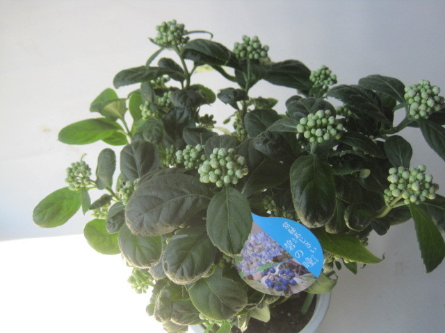 アジサイの開花株 碧のひとみ 5号鉢 紫陽花 常山アジサイ 秋に瑠璃色の実も楽しめる その他 売買されたオークション情報 Yahooの商品情報をアーカイブ公開 オークファン Aucfan Com