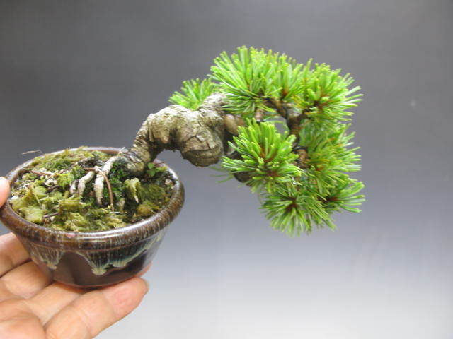 小品盆栽八房五葉松（獅子丸）(松)｜売買されたオークション情報