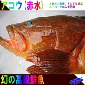 高級魚アコウの値段と価格推移は 8件の売買情報を集計した高級魚アコウの価格や価値の推移データを公開