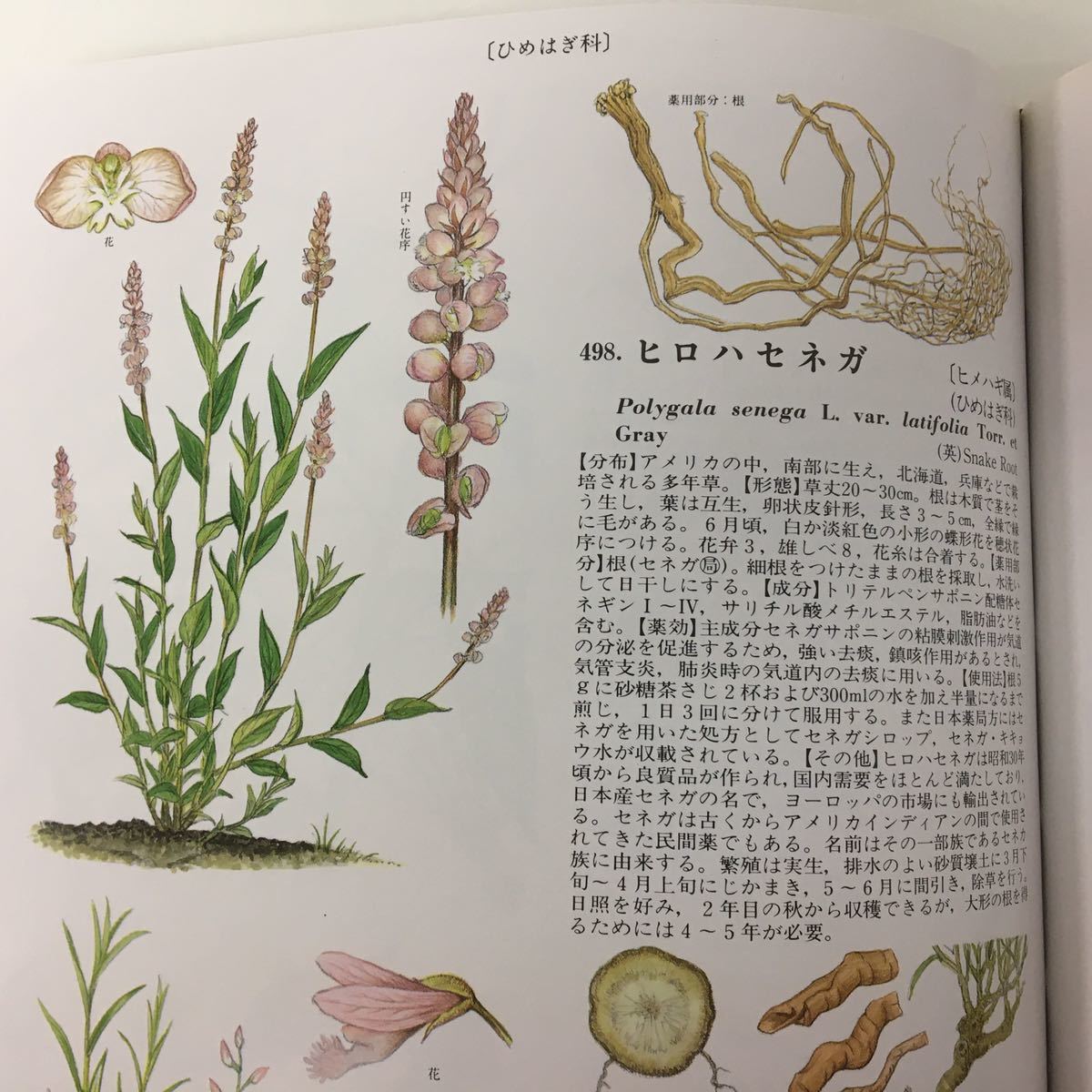 中古】原色牧野和漢薬草大図鑑 昭和63年発行 三橋博 北隆館 外箱付き