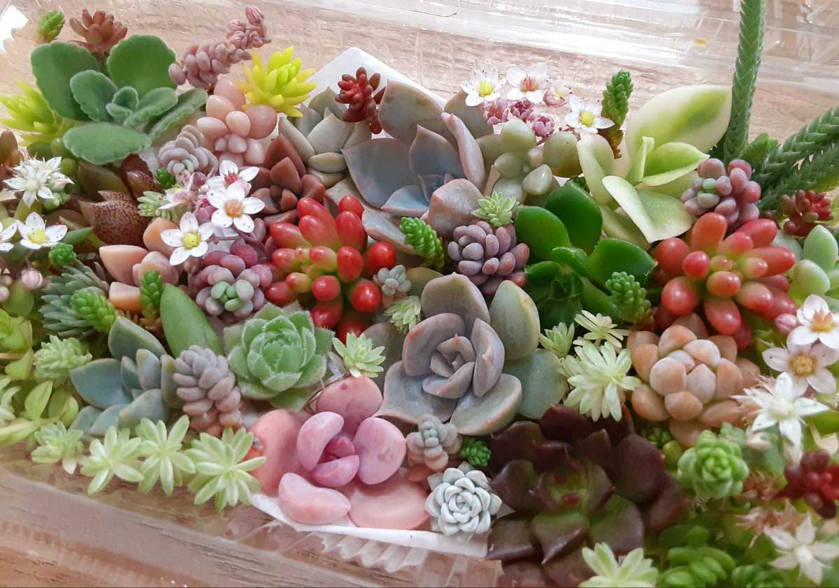 半額 セダム 根付き 多肉植物 雑草防止 森村万年草 カット苗 Www Calabajiorestaurante Com