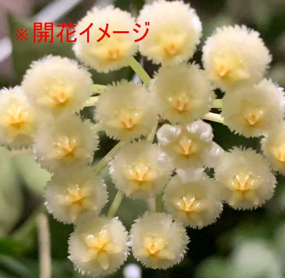 花座あり ホヤ クローニアナシルバー 5号吊り鉢 ロング苗 その他 売買されたオークション情報 Yahooの商品情報をアーカイブ公開 オークファン Aucfan Com 花座あり ホヤ クローニアナシルバー 5号吊り鉢 ロング苗 その他 売買されたオークション情報 Yahooの商品情報をアーカイブ公開 オークファン Aucfan Com