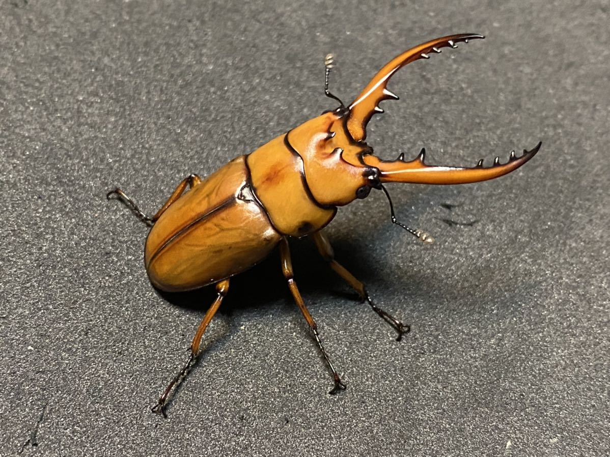 インド】【新成虫ペア】カスタネウスノコギリヒマラヤ東部亜種【ポルト 