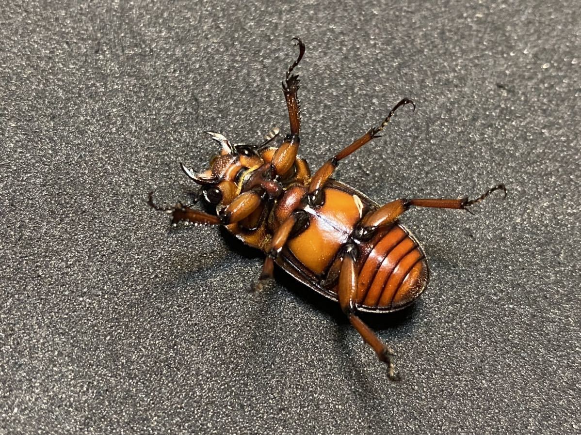 インド】【新成虫ペア】カスタネウスノコギリヒマラヤ東部亜種【ポルト 