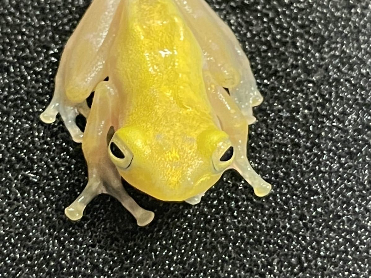 Bears Frog】黄金のカエル！！ゴールデンフロッグ WC Philautus