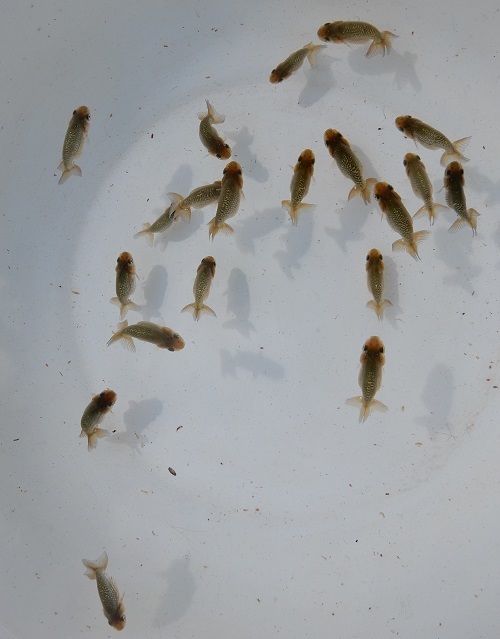 金魚の王様 らんちゅう 特選浜松系統 黒仔 尾型抜群の腹 ２０匹www らんちゅう 売買されたオークション情報 Yahooの商品情報をアーカイブ公開 オークファン Aucfan Com