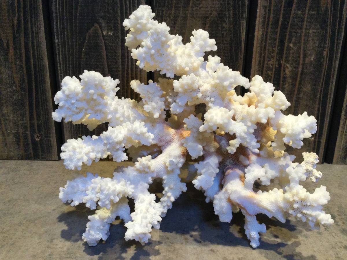 珊瑚 サンゴ 珊瑚礁 飾り テーブル サンゴ 置物 白 海水魚 水槽