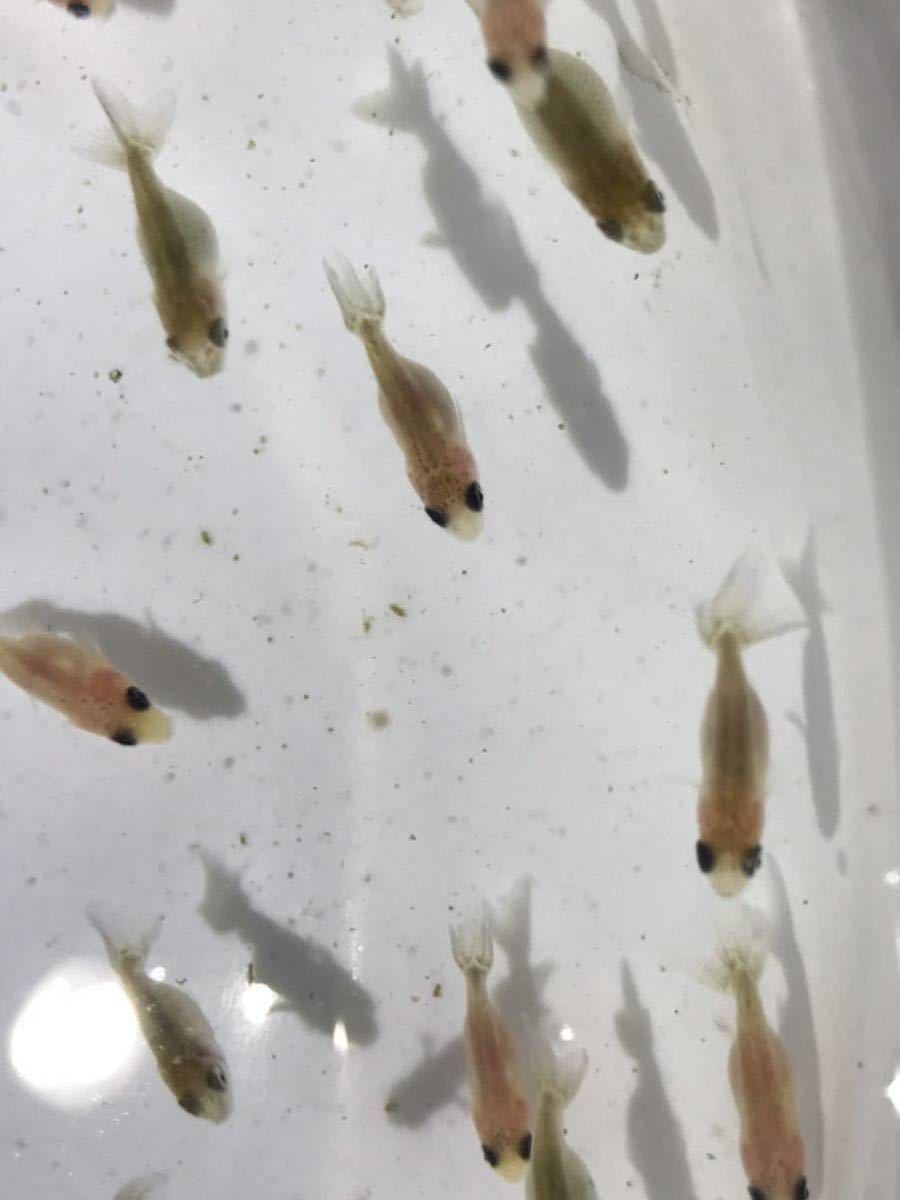 桜錦 稚魚25匹セット らんちゅう 当歳魚 金魚 売買されたオークション情報 Yahooの商品情報をアーカイブ公開 オークファン Aucfan Com