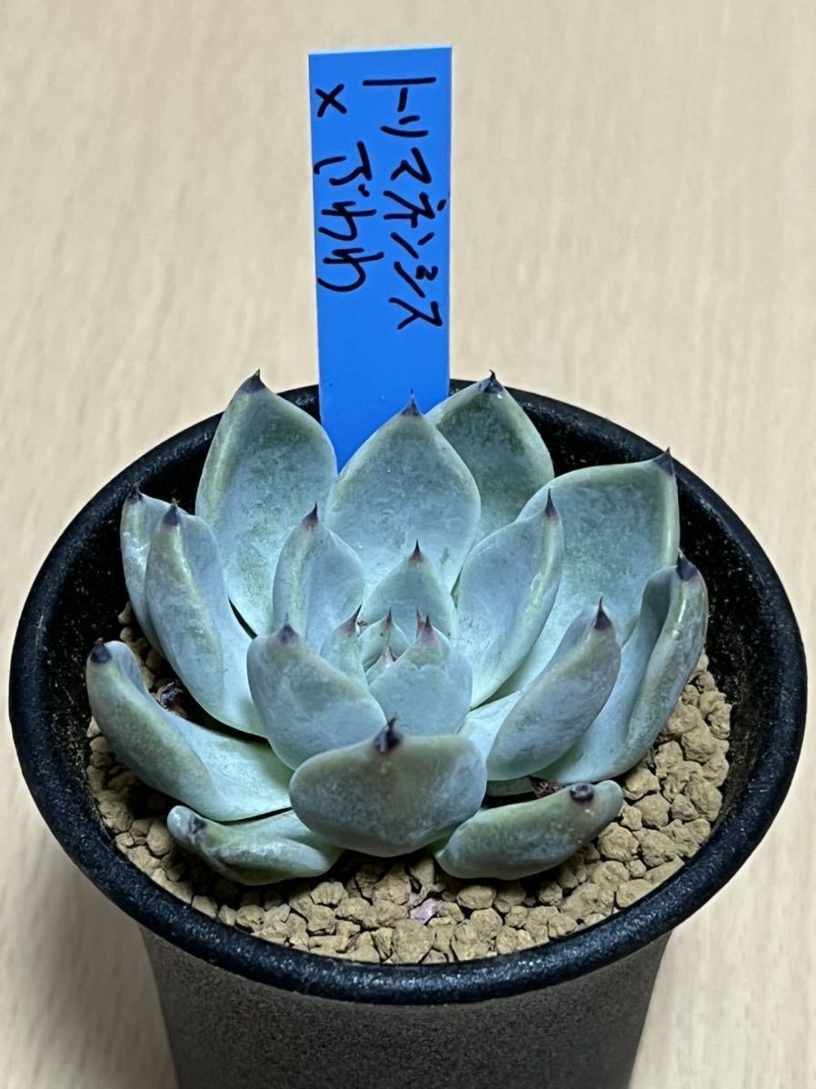 おらいさん苗 青鬼 ミックスベリア (検 青札 ざわわ そわそわ 赤鬼