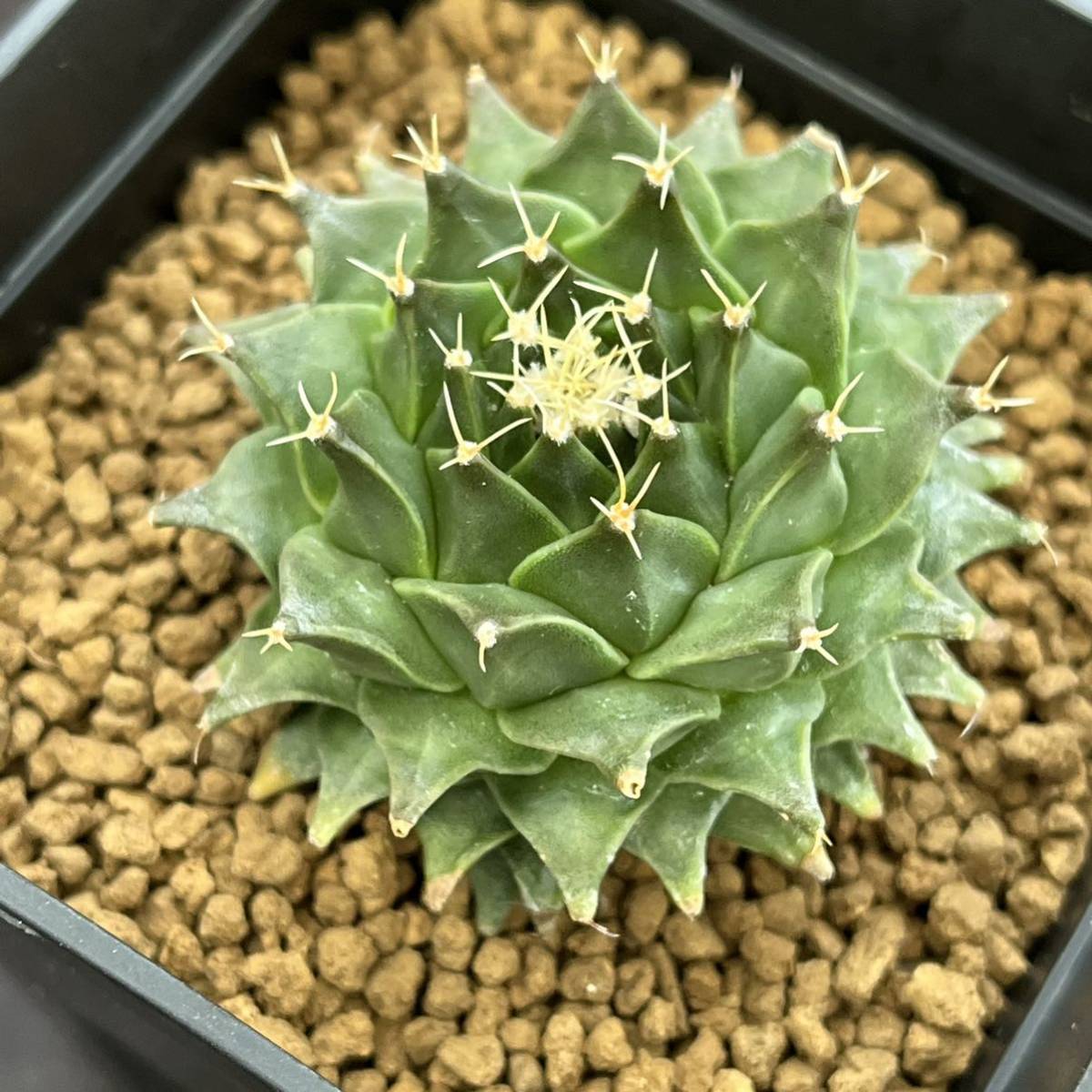  サボテン 多肉植物 835 オブレゴニア デニグリー 帝冠 実生 Obregonia denegrii seedling(サボテン)｜売買されたオークション情報、yahooの商品情報をアーカイブ公開 - オークファン サボテン