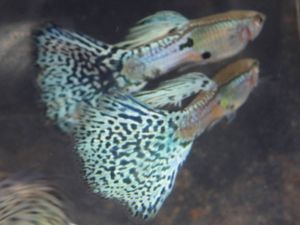 グッピーのヤフオク の相場 価格を見る ヤフオク のグッピーのオークション売買情報は1 804件が掲載されています