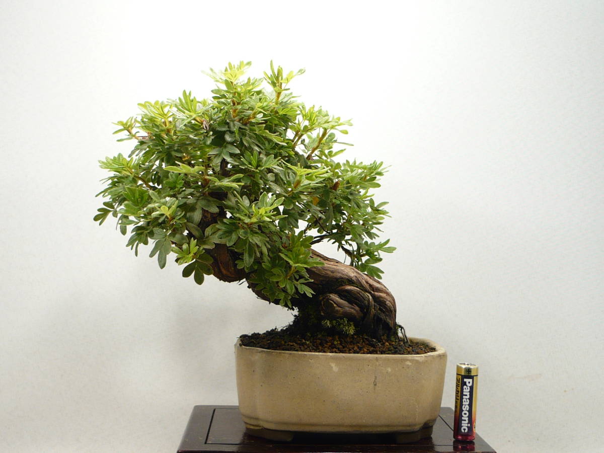 人気セール，豊富な 小品盆栽 キンロバイ 金露梅/きんろばい 極太優良素材(盆栽)｜売買されたオークション情報、yahooの商品情報をアーカイブ公開 - オークファン その他