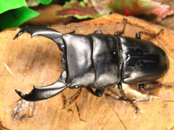 スマトラヒラタクワガタ　♂91ミリ♀47ミリ・内歯上・ベンクール・WD・成虫・クワガタ通販アリスト