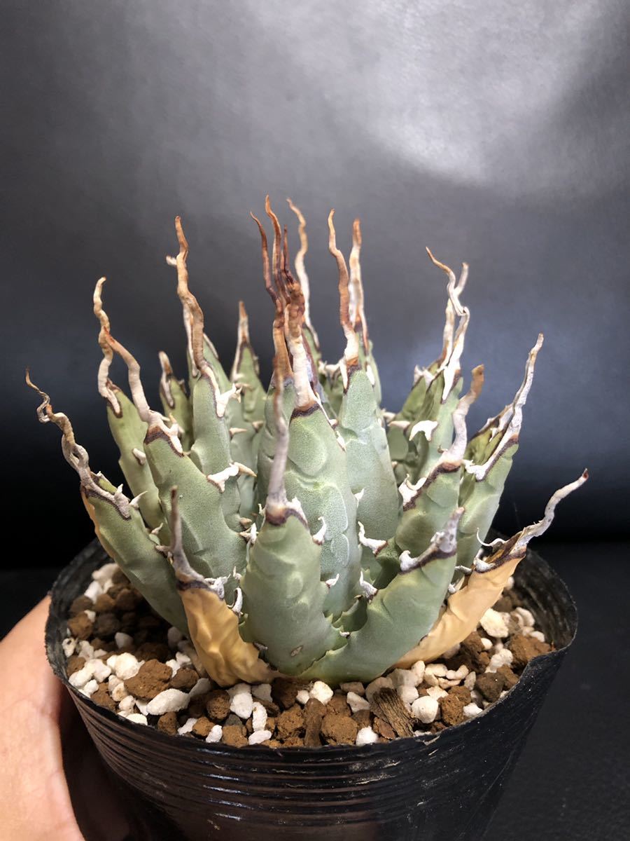 エボリスピナ アガベ ユタエンシス 陽炎 – Agave 0 陽炎！ 美株