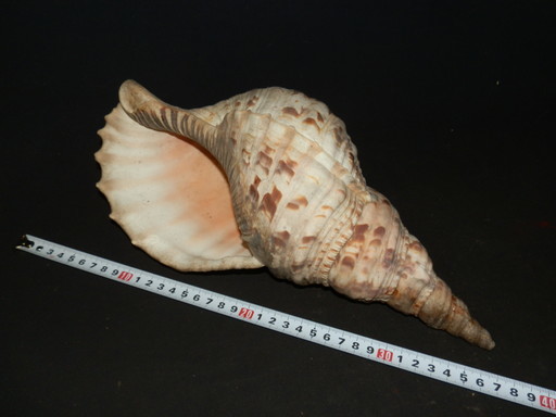 寺院初だし品 法螺貝 笛素材 山伏 全長34cm 重さ761g ホラ貝