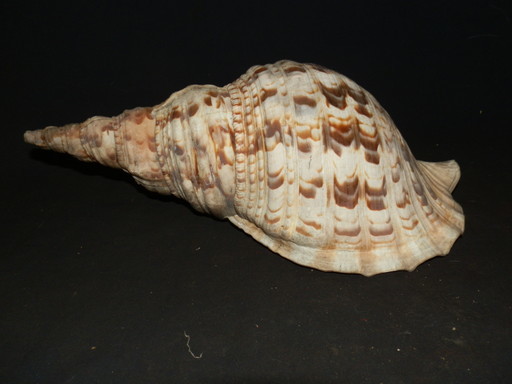 寺院初だし品 法螺貝 笛素材 山伏 全長34cm 重さ761g ホラ貝