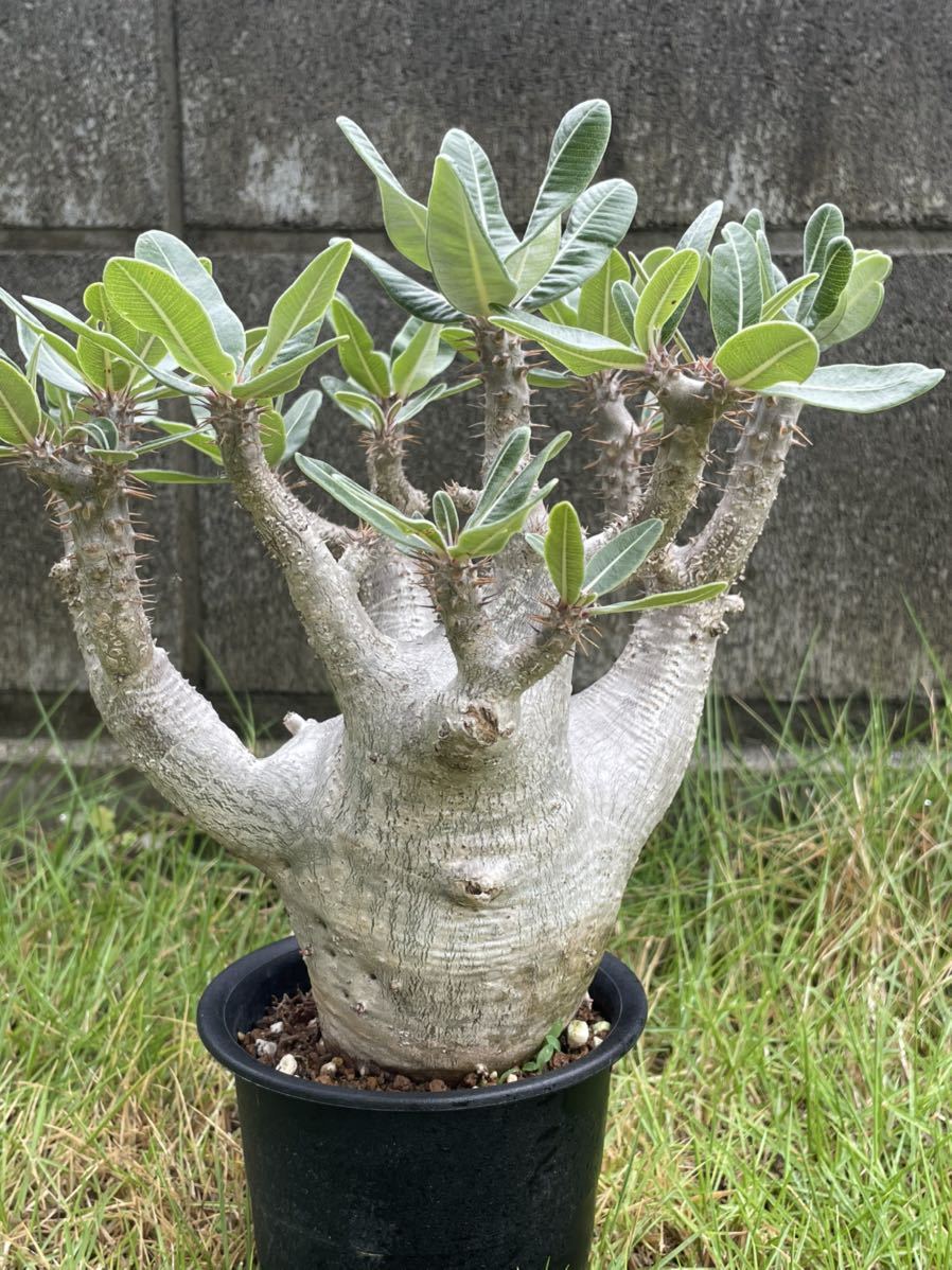 Pachypodium cactipes パキポディウム カクチペス 実生 検)塊根 Pachypodium cactipes パキポディウム カクチペス 実生 検)塊根