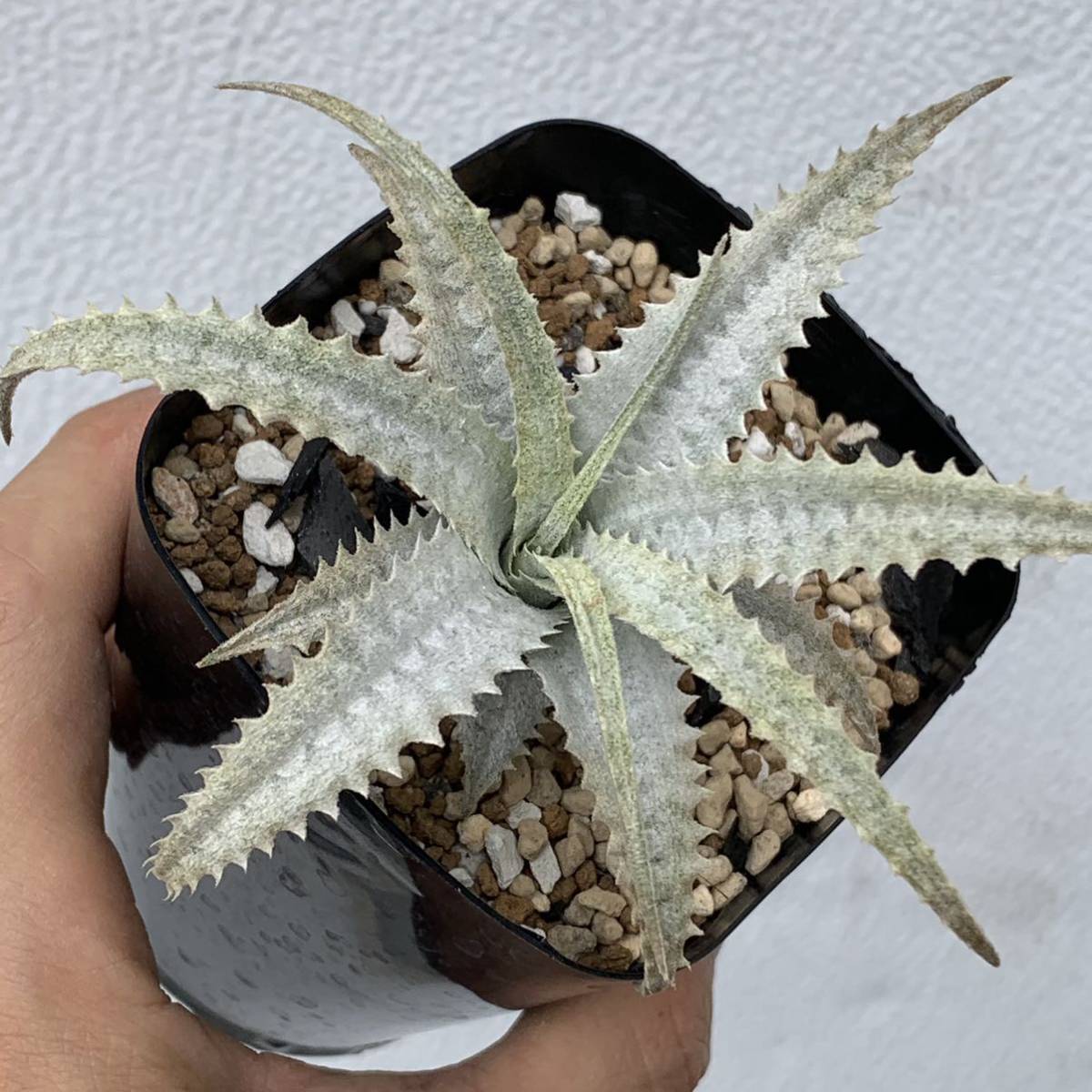 クリプタンサス アルストロ フォロギラ クリアランスsale 期間限定 フォロギラ