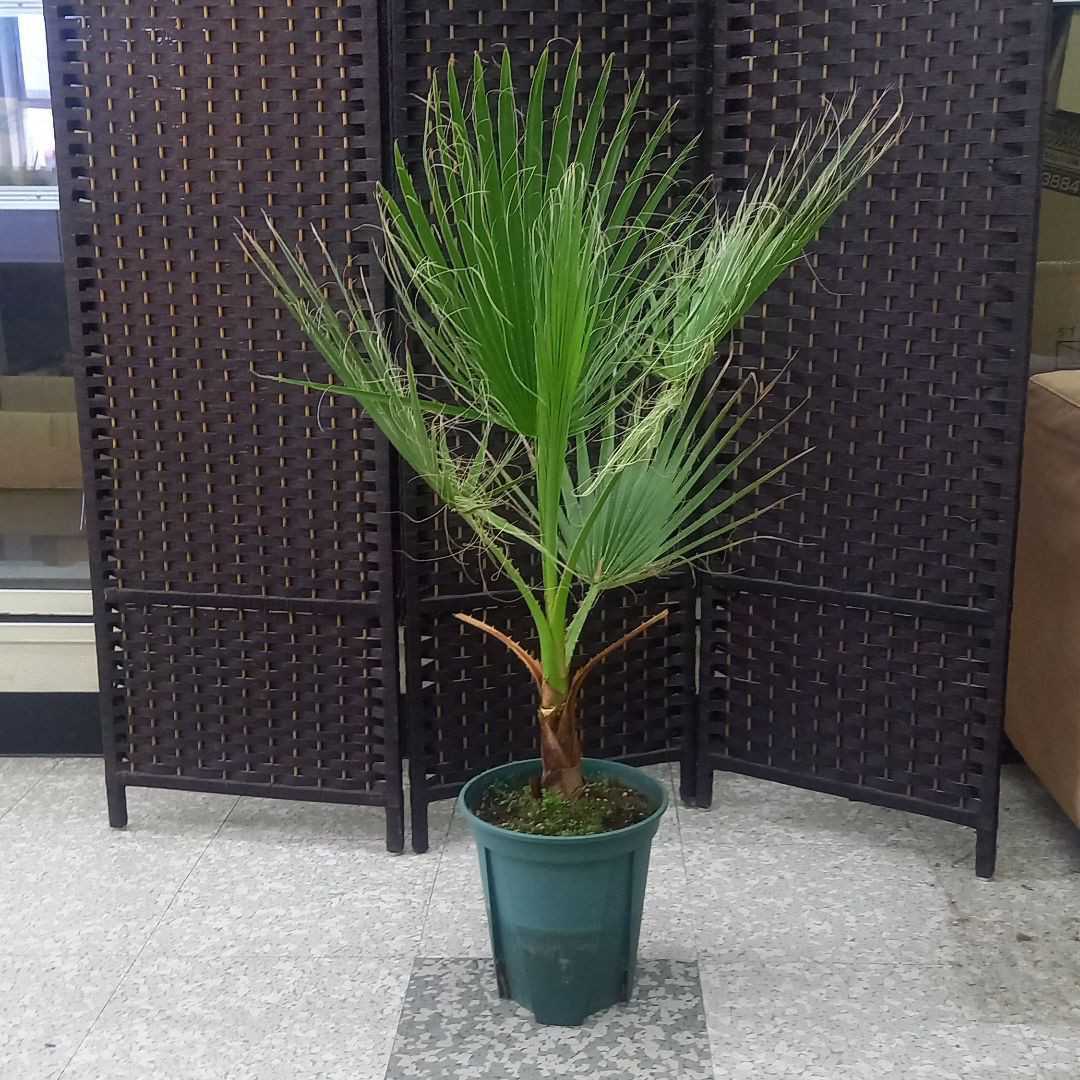 農業 ワシントンヤシ 鉢植え ワシントンヤシ ワシントニア 幹上がり