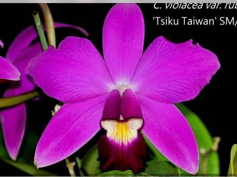 洋蘭　原種　カトレア violacea C. x 原種 - Yahoo!オークション カトレア ◎洋蘭◎ APPS