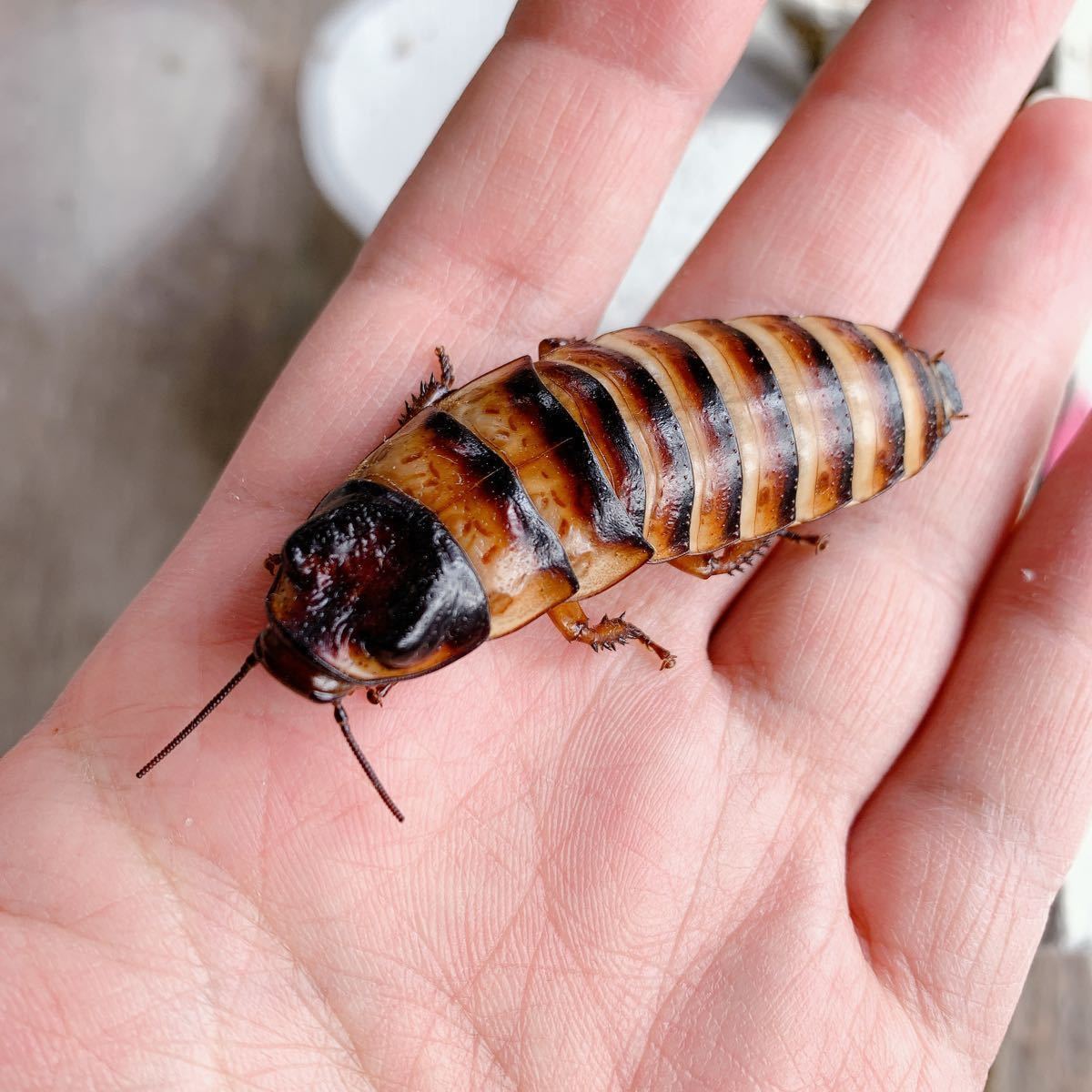 フルーツゴキブリ マダガスカルコックローチ マダゴキ 成虫 10匹 オス5匹メス5匹 お試し ペット 爬虫類の餌にいかが か 01 エサ 売買されたオークション情報 Yahooの商品情報をアーカイブ公開 オークファン Aucfan Com