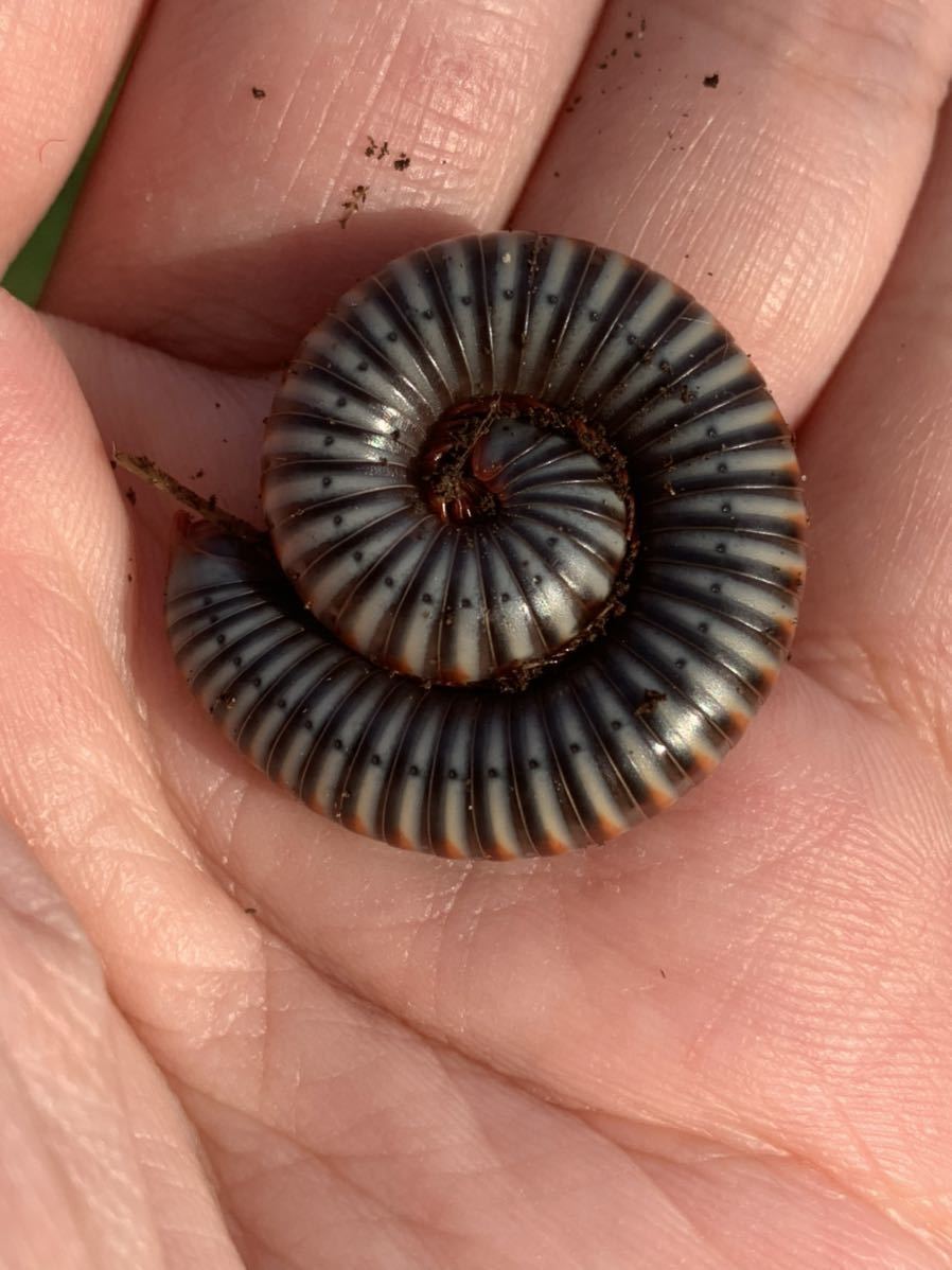 Mtg 黒 英語版 ヤスデ団 Earwig Squad モダンマスターズ Mm1 高品質