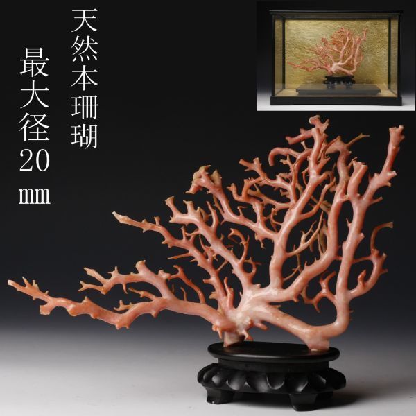 LIG】天然本珊瑚 原木 置物 最大径20㎜ 320g サンゴ ガラスケース [.TT