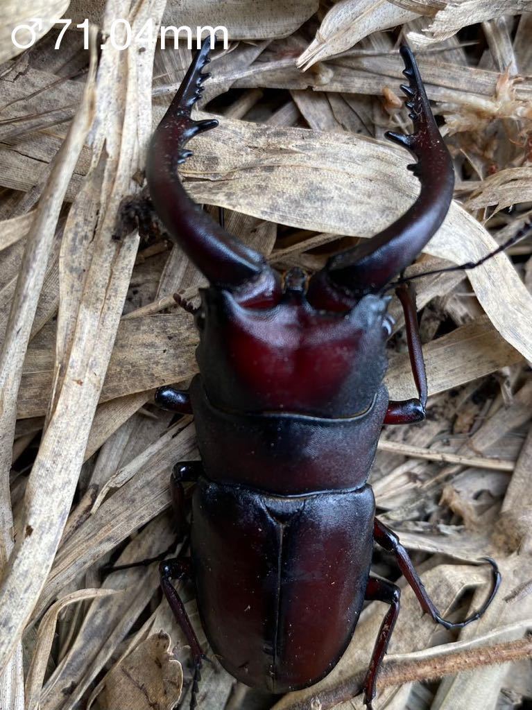 ☆野外採集 特大ノコギリクワガタ ♂71mm、62mmペア 計4匹☆(国産