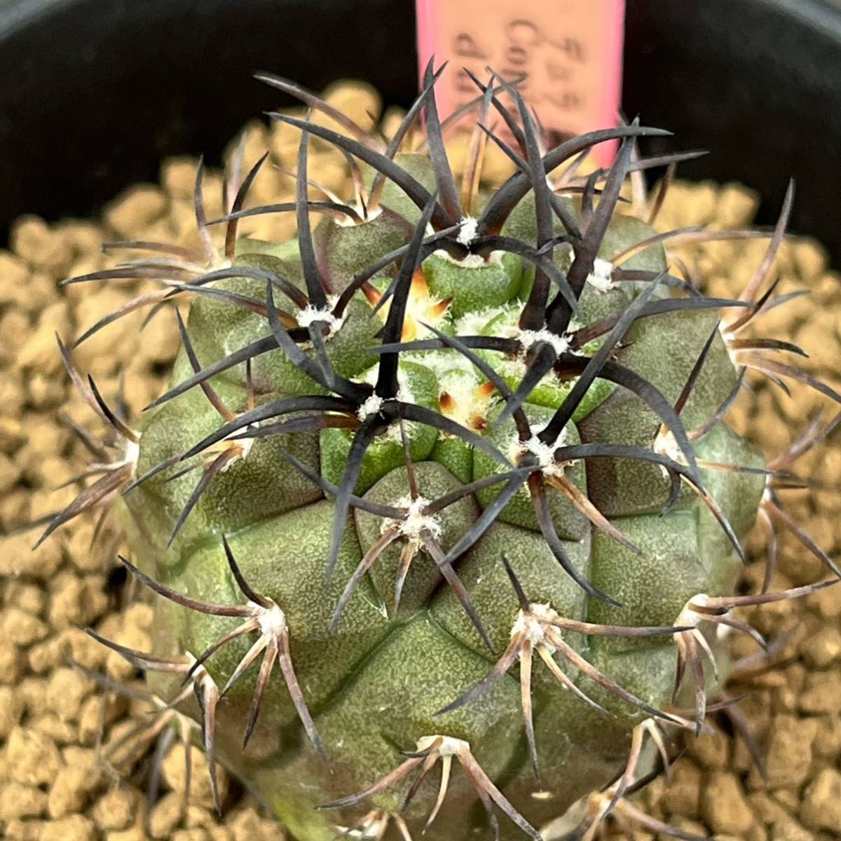 Copiapoa dura コピアポア デュラ 銅鑼丸 サボテン | plants MARU