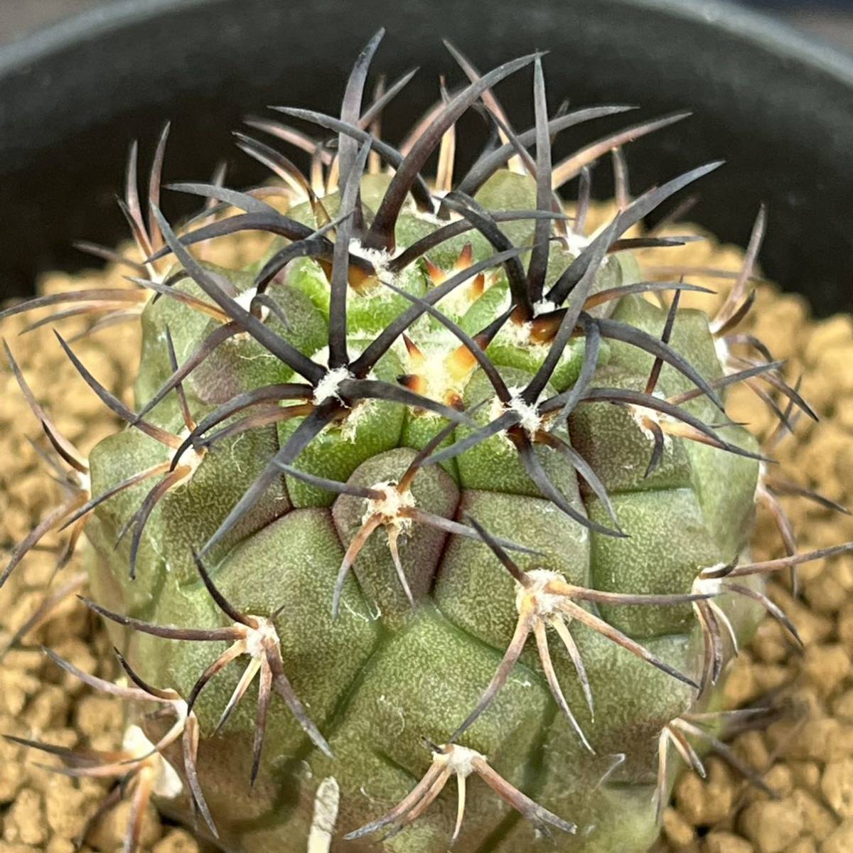 ☆サボテン・多肉植物☆812☆ コピアポア デュラ 銅鑼丸 実生 Copiapoa
