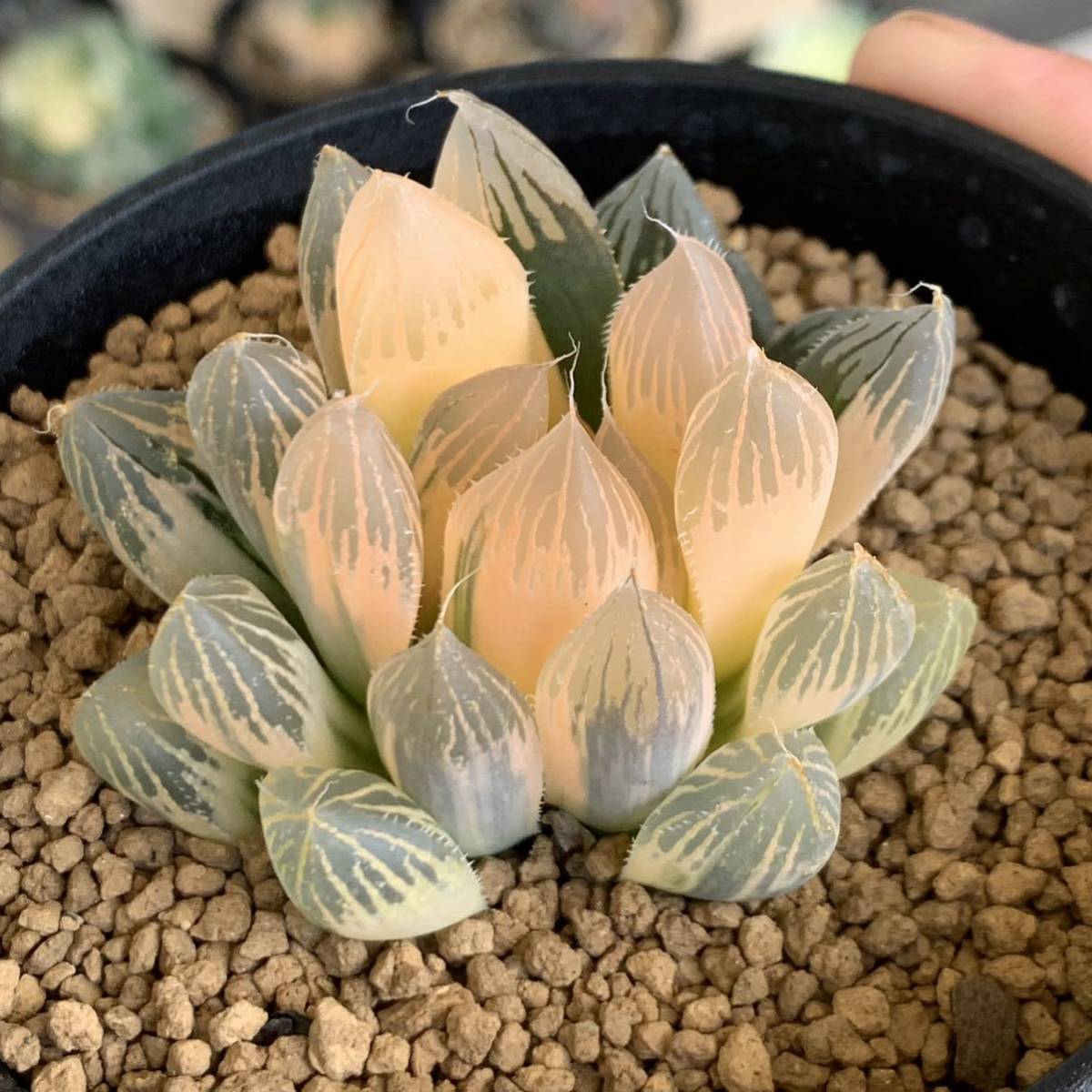 多肉植物 ハオルチア 巨大赤線オブツーサ錦糊斑 ハオルチア 巨大赤線