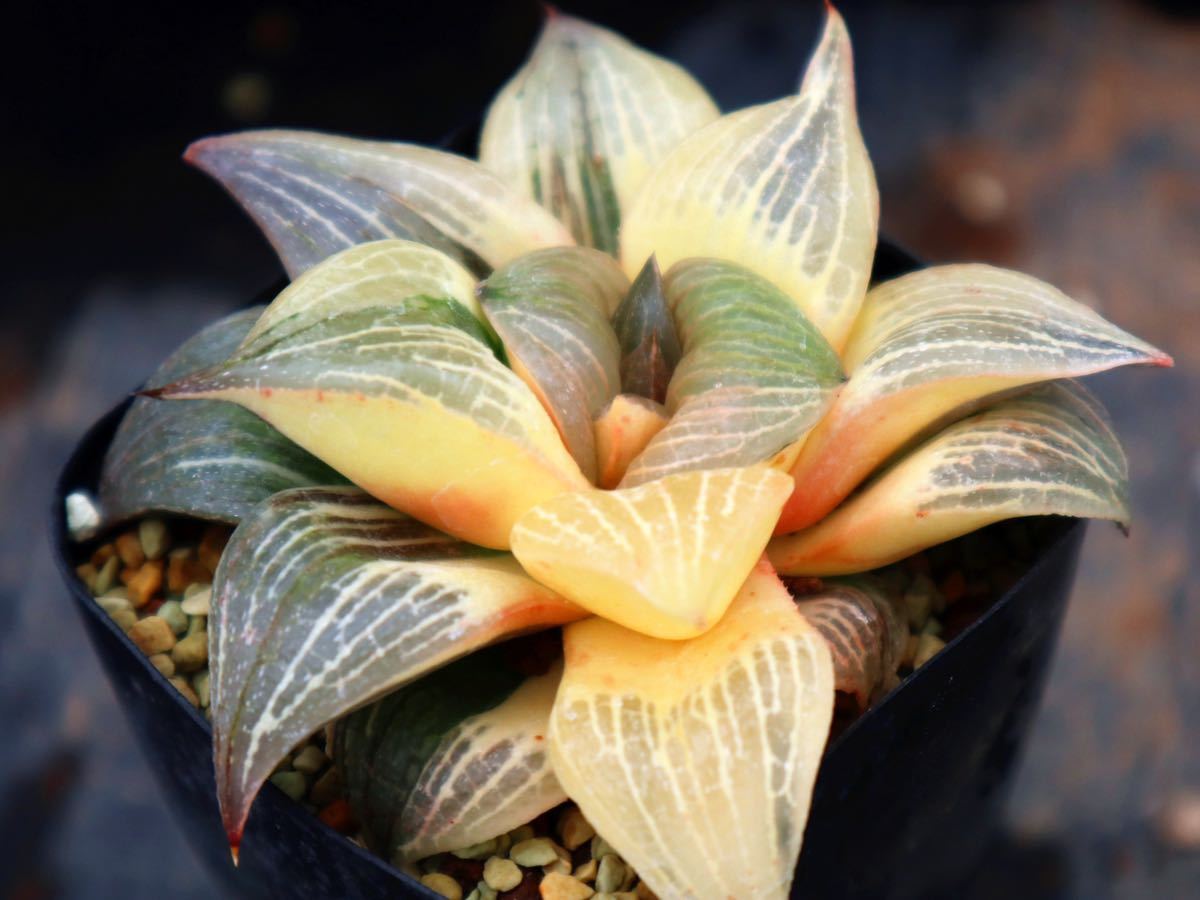 ハオルチア 大久保コンプト交配錦　_1