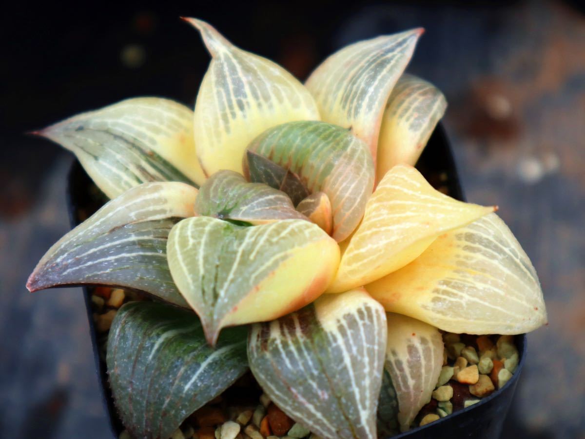 ハオルチア 大久保コンプト交配錦　_2