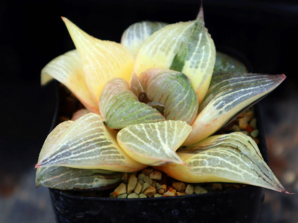 ハオルチア 大久保コンプト交配錦　_5