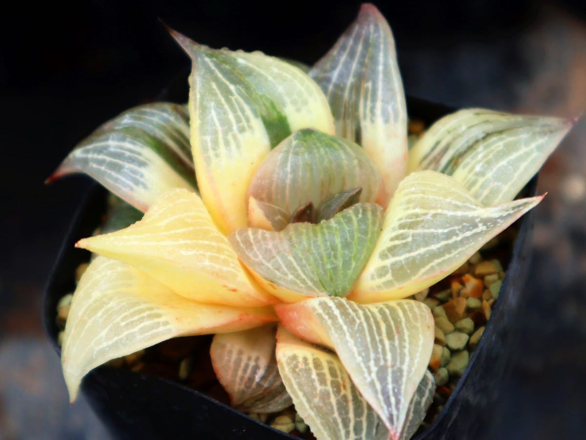 ハオルチア 大久保コンプト交配錦　_6